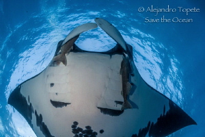 Mantaray and Sky, Isla Socorro México by Alejandro Topete 